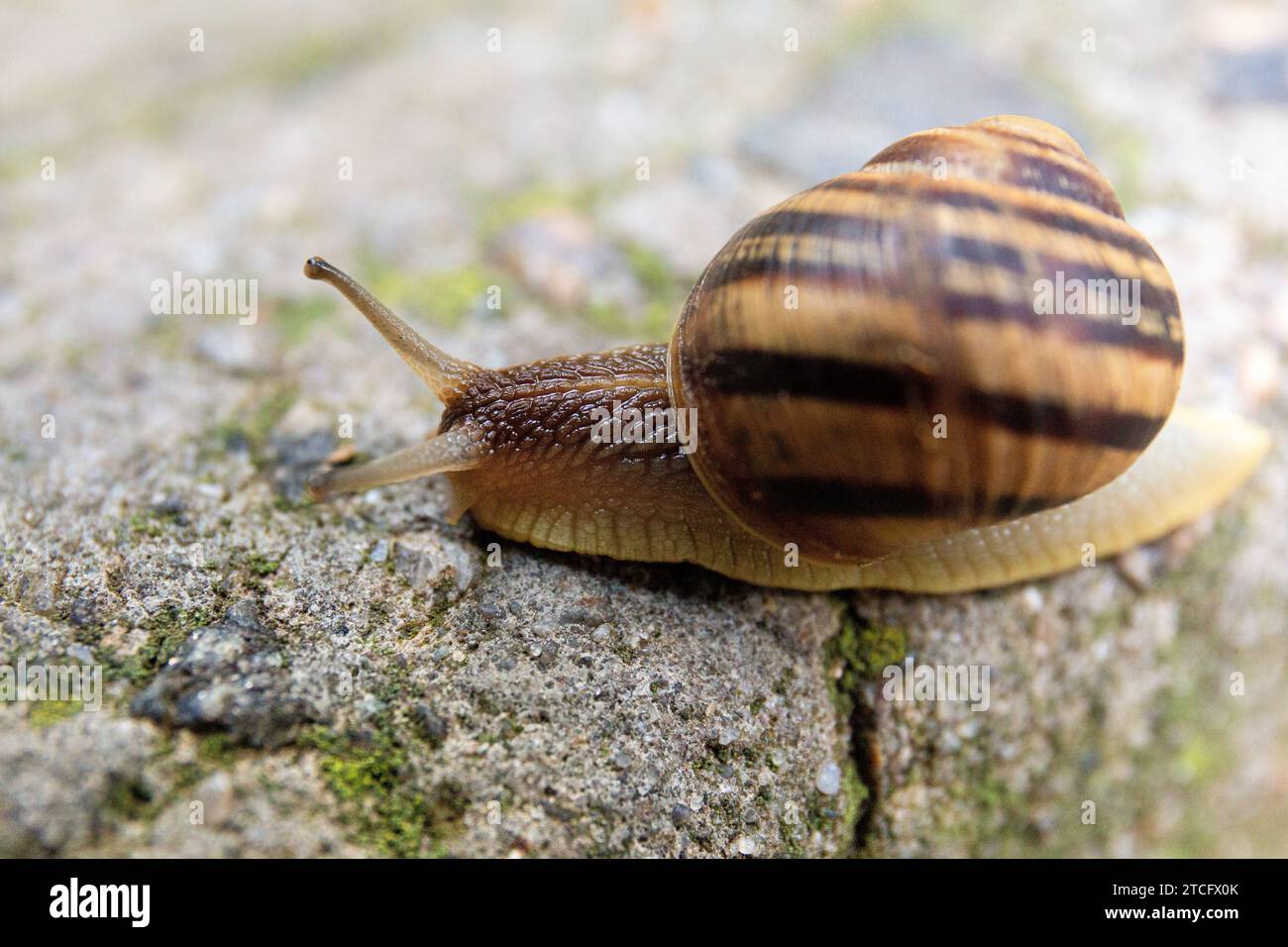 Eine große Schnecke kriecht auf einem grauen Stein, Nahaufnahme. Stockfoto