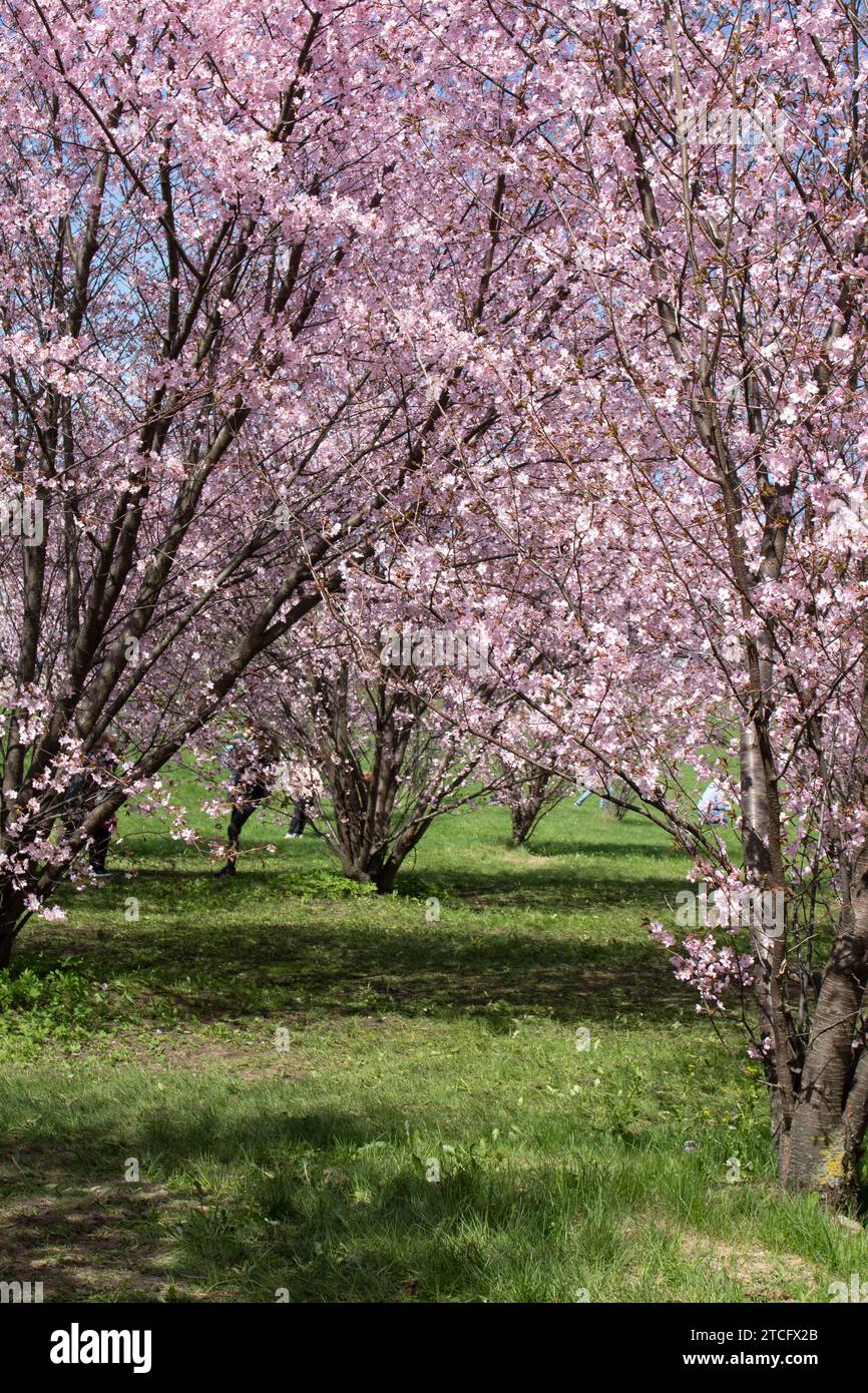 Foto, rosa Baum, Kirschblüte, Sakura, Blume, öffentlicher Park, Blüte, Natur, Baum, Jahreszeit, Frühling, Wachstum, keine Leute, Fotografie, Baumzweige, Stockfoto