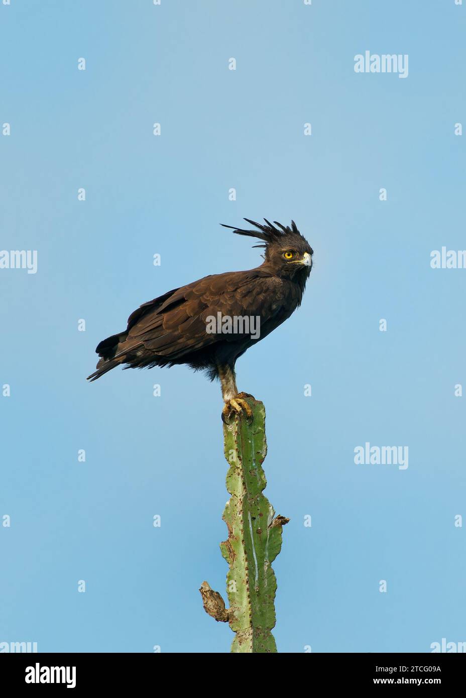 Langkappenadler - Lophaetus occipitalis Afrikanischer Greifvogel in der Familie Accipitridae, dunkelbrauner Vogel mit langem, zotteligen Kamm, der auf dem Ast sitzt, Stockfoto