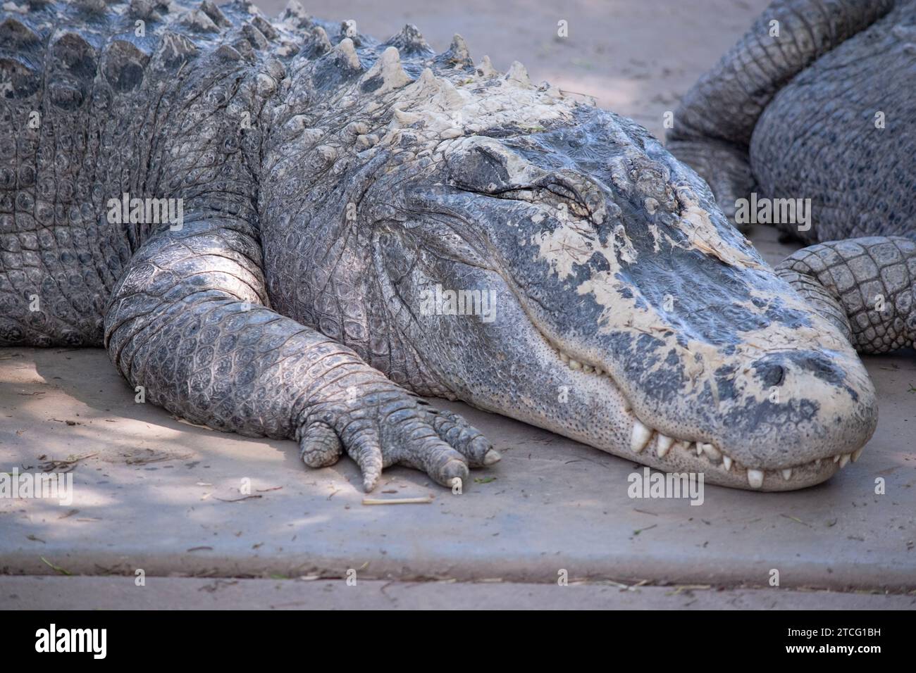 Alligatoren haben eine lange, abgerundete Schnauze mit nach oben weisenden Nasenlöchern am Ende Stockfoto