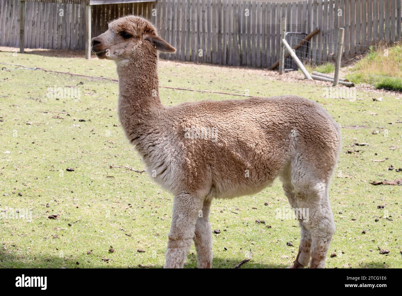 Alpaka sind schlanke Tiere mit langen Beinen und Hals, kleinen Köpfen und großen spitzen Ohren. Sie sind mit weichem Fleece bedeckt Stockfoto