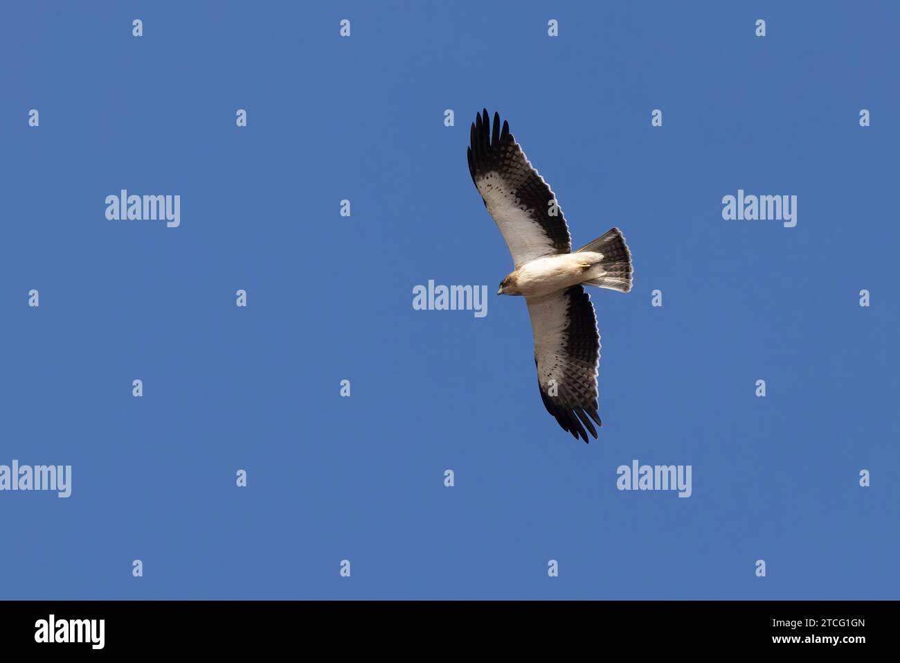 Der gebootete Adler Hieraaetus pennatus fliegt am Himmel Südfrankreichs Stockfoto