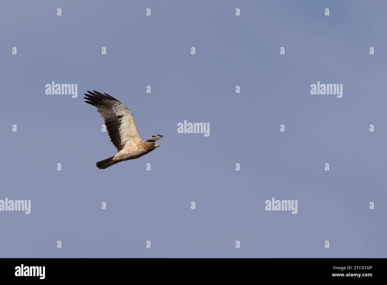 Der gebootete Adler Hieraaetus pennatus fliegt am Himmel Südfrankreichs Stockfoto