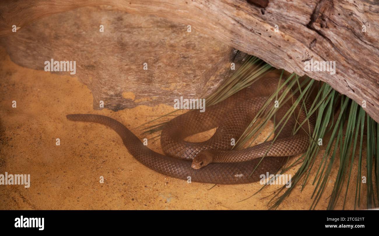 Die Eastern Brown Snake ist eine lange und schlanke Schlange; ihre Oberfläche ist meist blassbraun bis dunkelbraun und einheitlich. Stockfoto