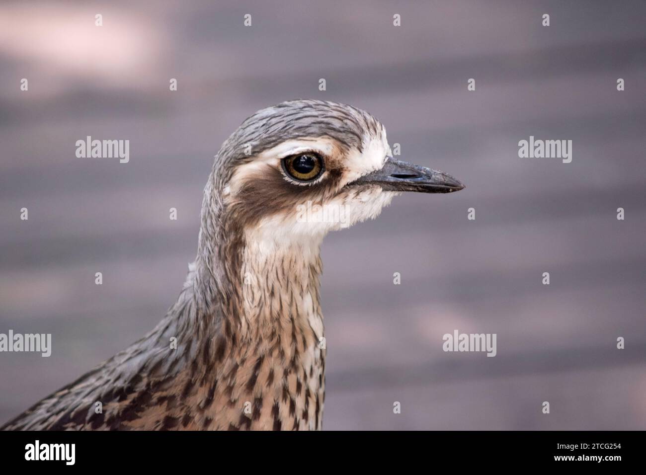 Der Buschsteincurlew hat graubraune Federn mit schwarzen Streifen, eine weiße Stirn und Augenbrauen, einen breiten, dunkelbraunen Augenstreifen und goldene Augen Stockfoto