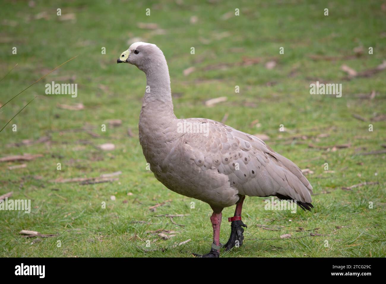 Die Kapbarren-Gans ist eine sehr große, hellgraue Gans mit einem relativ kleinen Kopf. Es hat Reihen großer dunkler Flecken in Linien über den Schultern und Stockfoto