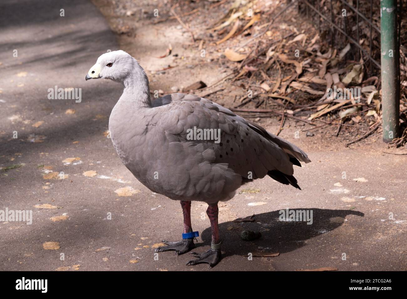 Die Kapbarren-Gans ist eine sehr große, hellgraue Gans mit einem relativ kleinen Kopf. Es hat Reihen großer dunkler Flecken in Linien über den Schultern und Stockfoto