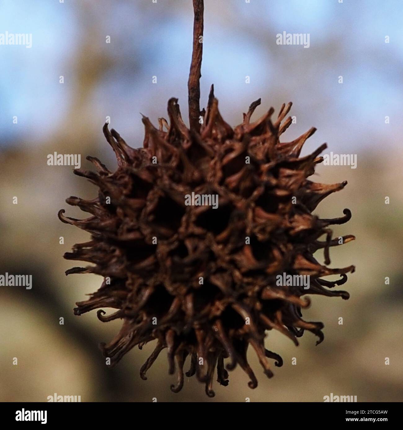 Die letzten Tage des Herbstes, da das Laub die Farbe geändert hat. Stockfoto