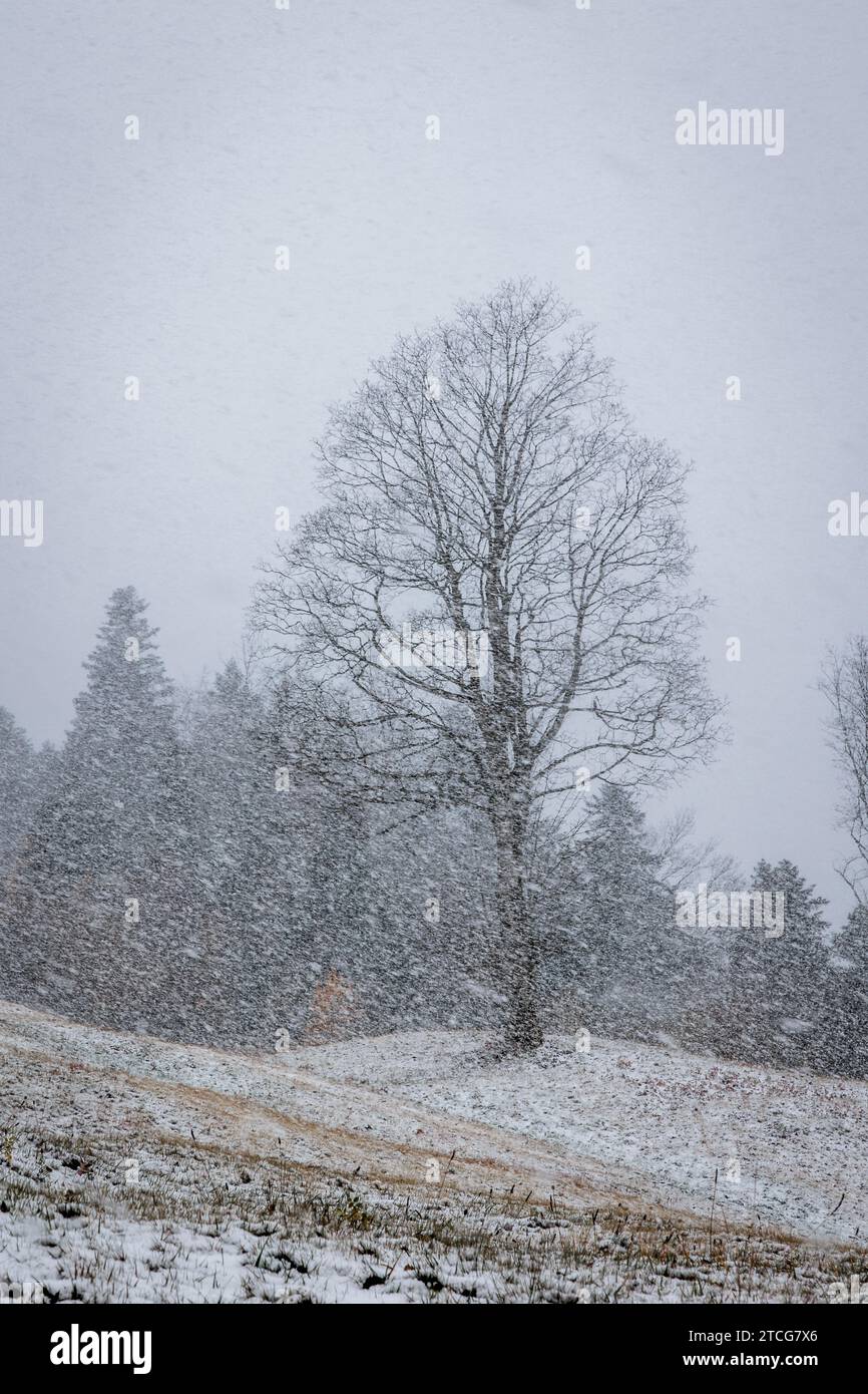 Bäume im Schnee mit fallenden Schneeflocken und Birke im Vordergrund und Evergreens im Hintergrund Stockfoto