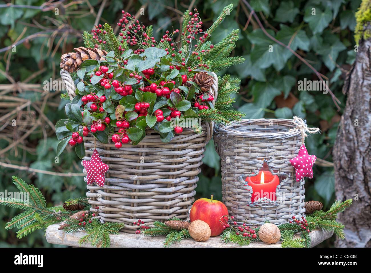 weihnachtsgartenanlage mit gaultheria Procumbens im Korb und rustikaler Laterne Stockfoto
