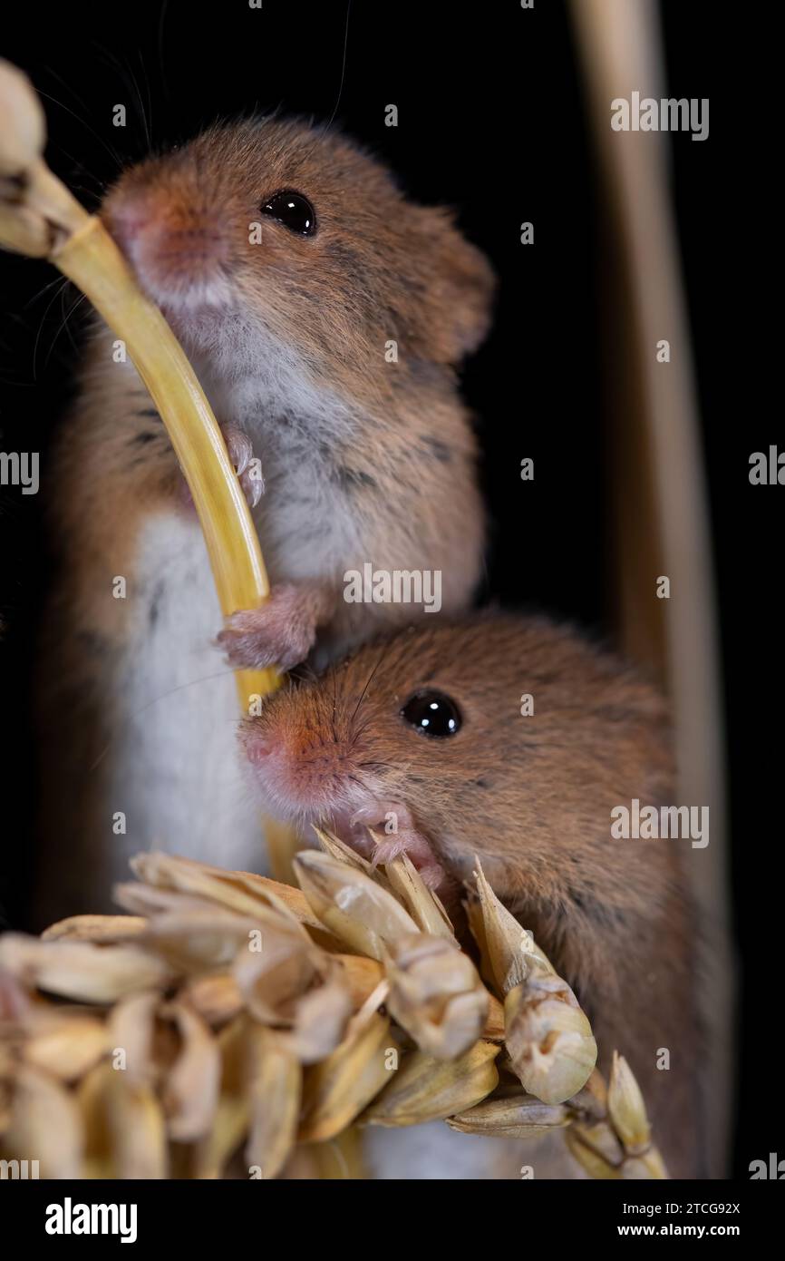 Erntemäuse klettern über Maisstängel mit schwarzem Hintergrund Stockfoto