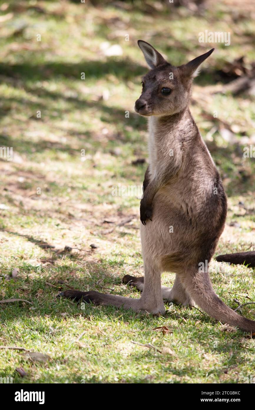 Der Känguru-Island Känguru joey hat einen hellbraunen Körper mit einem weißen Unterbauch. Sie haben auch schwarze Füße und Pfoten wie ihre Eltern Stockfoto