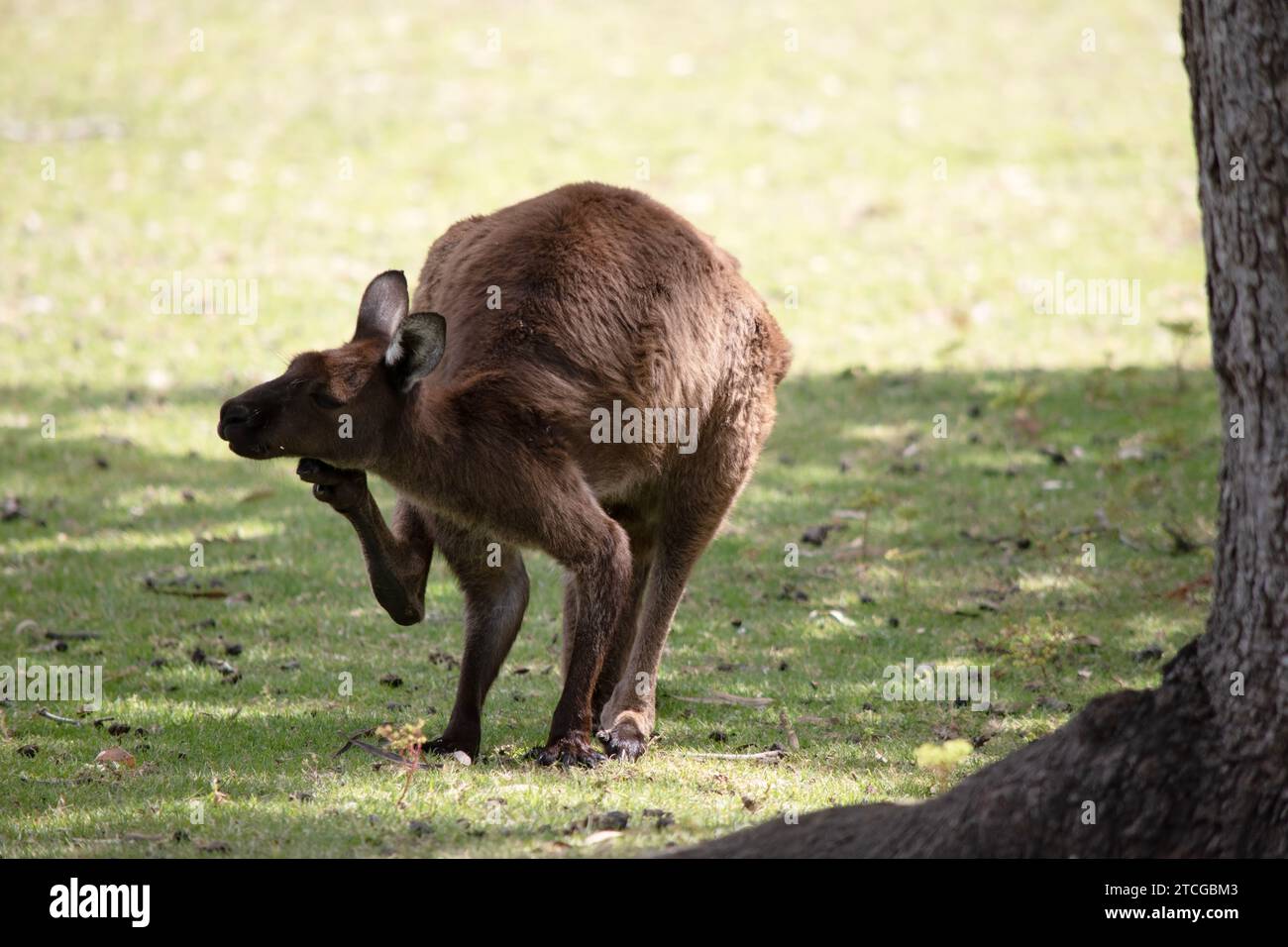 Das Känguru-Island-Känguru hat einen hellbraunen Körper mit einem weißen Unterbauch. Sie haben auch schwarze Füße und Pfoten Stockfoto