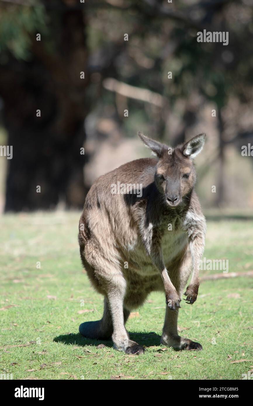 Das Känguru-Island Känguru hat einen braunen Körper mit einem weißen Unterbauch. Sie haben auch schwarze Füße und Pfoten Stockfoto