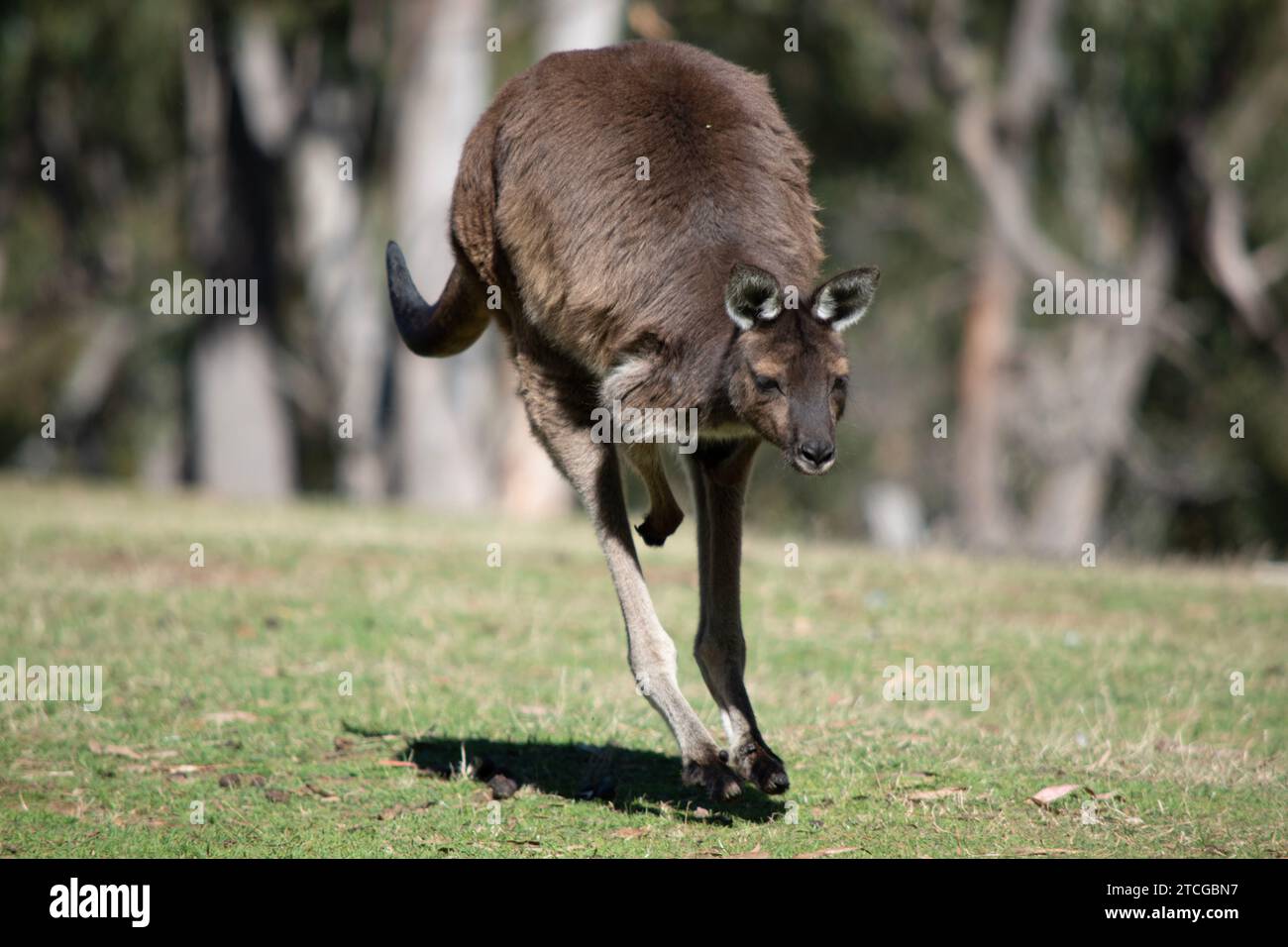 Das Känguru-Island Känguru hat einen braunen Körper mit einem weißen Unterbauch. Sie haben auch schwarze Füße und Pfoten Stockfoto