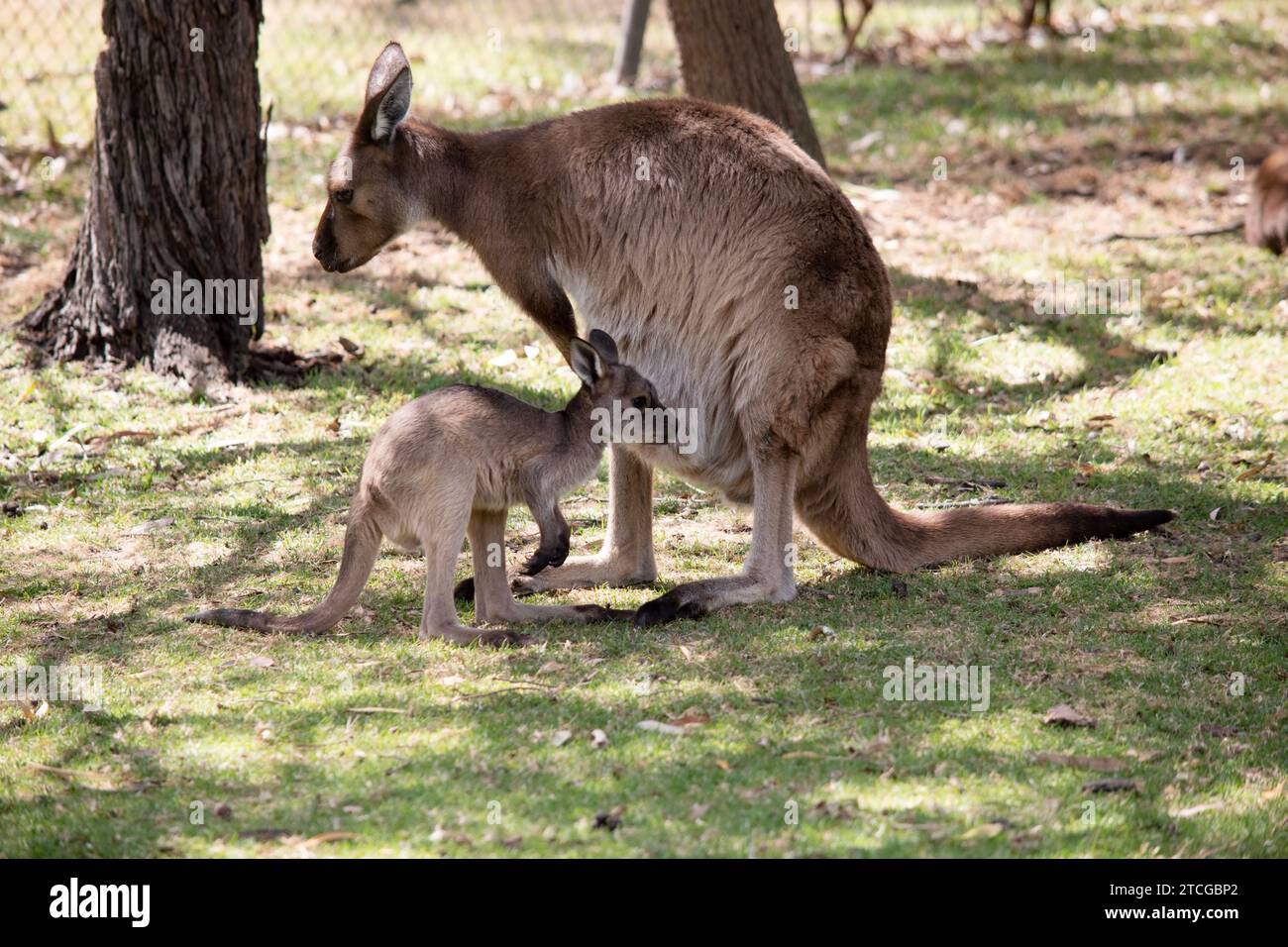 Der Känguru-Island Känguru joey hat einen hellbraunen Körper mit einem weißen Unterbauch. Sie haben auch schwarze Füße und Pfoten Stockfoto