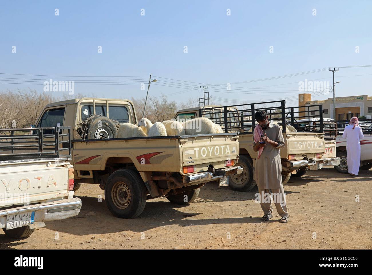 Viehhändler bei einer Straßenauktion in Saudi-Arabien Stockfoto