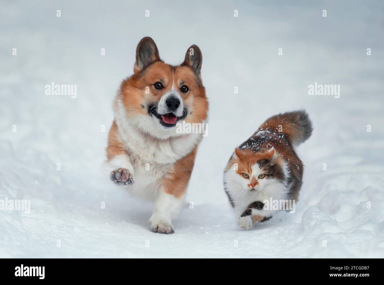 Niedliche Freunde flauschige Katze und Corgi Hund laufen in einem Winter Schnee Park Stockfoto