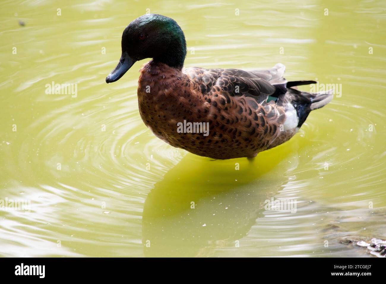 Das männliche Entenmännchen hat einen grünen Kopf und Hals und einen braunen Körper Stockfoto