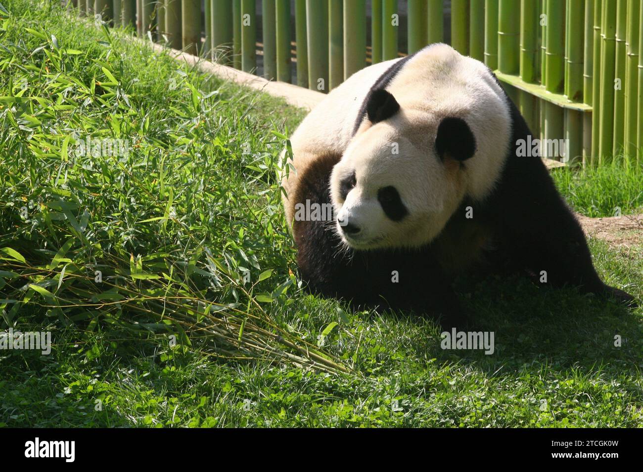 Madrid 09-19-2007 Offizielle Präsentation des Paares von Riesenpandas aus dem Zoo des Aquariums von Madrid unter dem Vorsitz Ihrer Majestät Königin Sofia, begleitet von Bürgermeister Alberto Ruiz Gallardon Foto Jaime Garcia Archdc. Quelle: Album / Archivo ABC / Jaime García Stockfoto