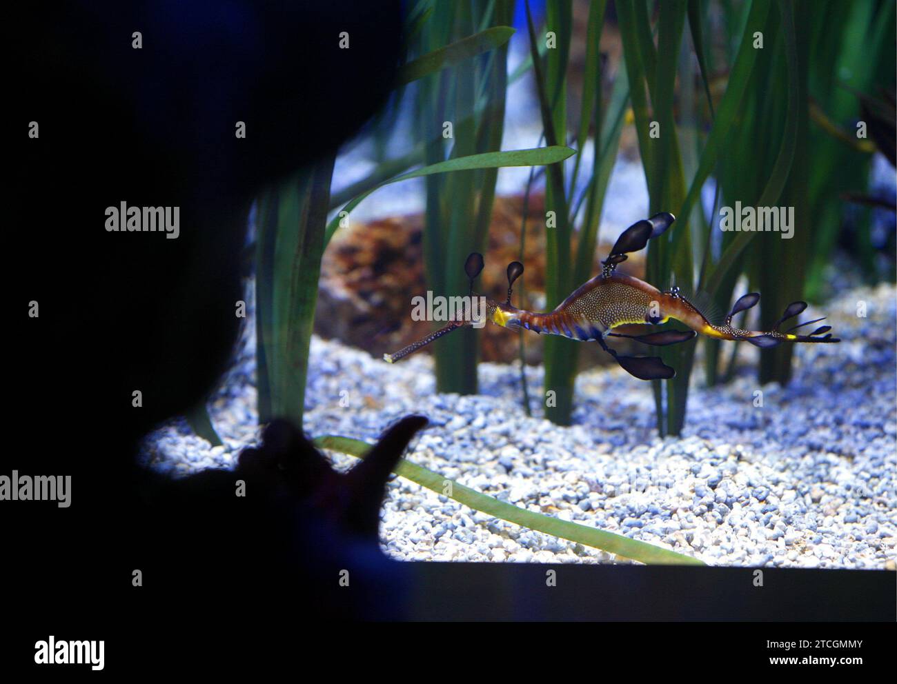 Valencia, 21.05.2007. Ozeanographischer Park von Valencia, in der Stadt der Künste und Wissenschaften. Auf dem Bild ist eines der neuen Aquarien innerhalb der gemäßigten Zone für die Öffentlichkeit zugänglich, das Quallen, Seepferden und Seedrachen gewidmet ist, drei der „empfindlichsten und schönsten“ wirbellosen Meerestiere. Quelle: Album / Archivo ABC / Mikel Ponce Stockfoto
