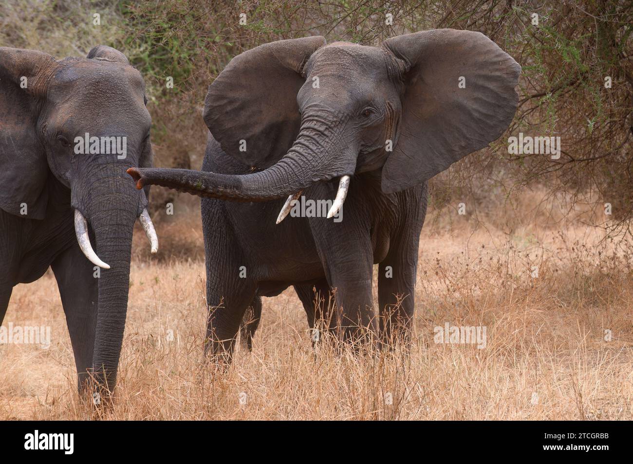 Junge Erwachsene Elefantenweibchen mit Stoßzähnen und Rumpf gestreckt und Ohren weit ausgebreitet Stockfoto