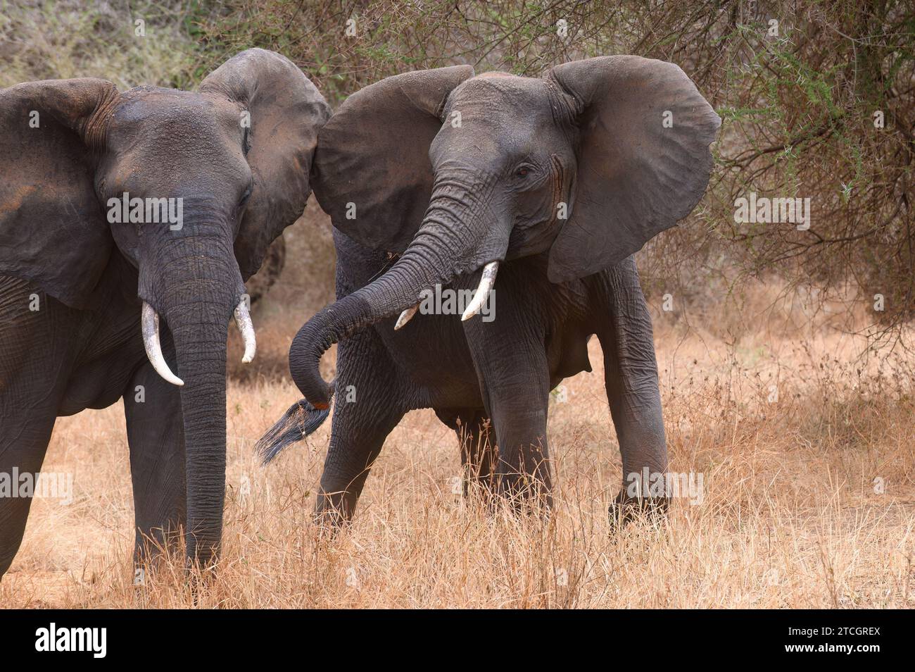 Junger erwachsener Elefant mit Stoßzähnen und gestrecktem Stamm, in freier Wildbahn Stockfoto