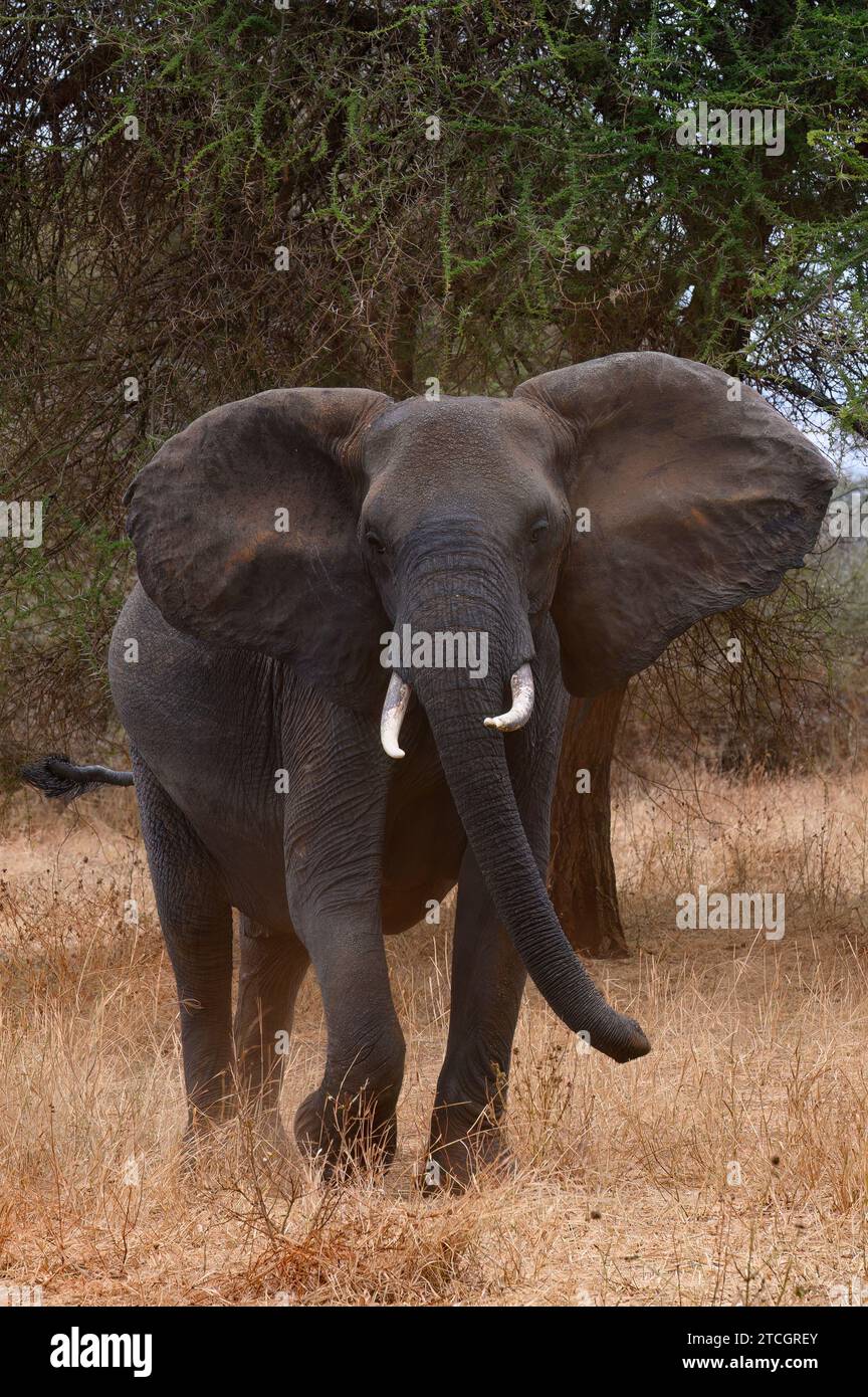 Erwachsener Elefant mit Stoßzähnen, der das Fahrzeug im Tarangire Nationalpark, Tansania, Afrika beobachtet Stockfoto