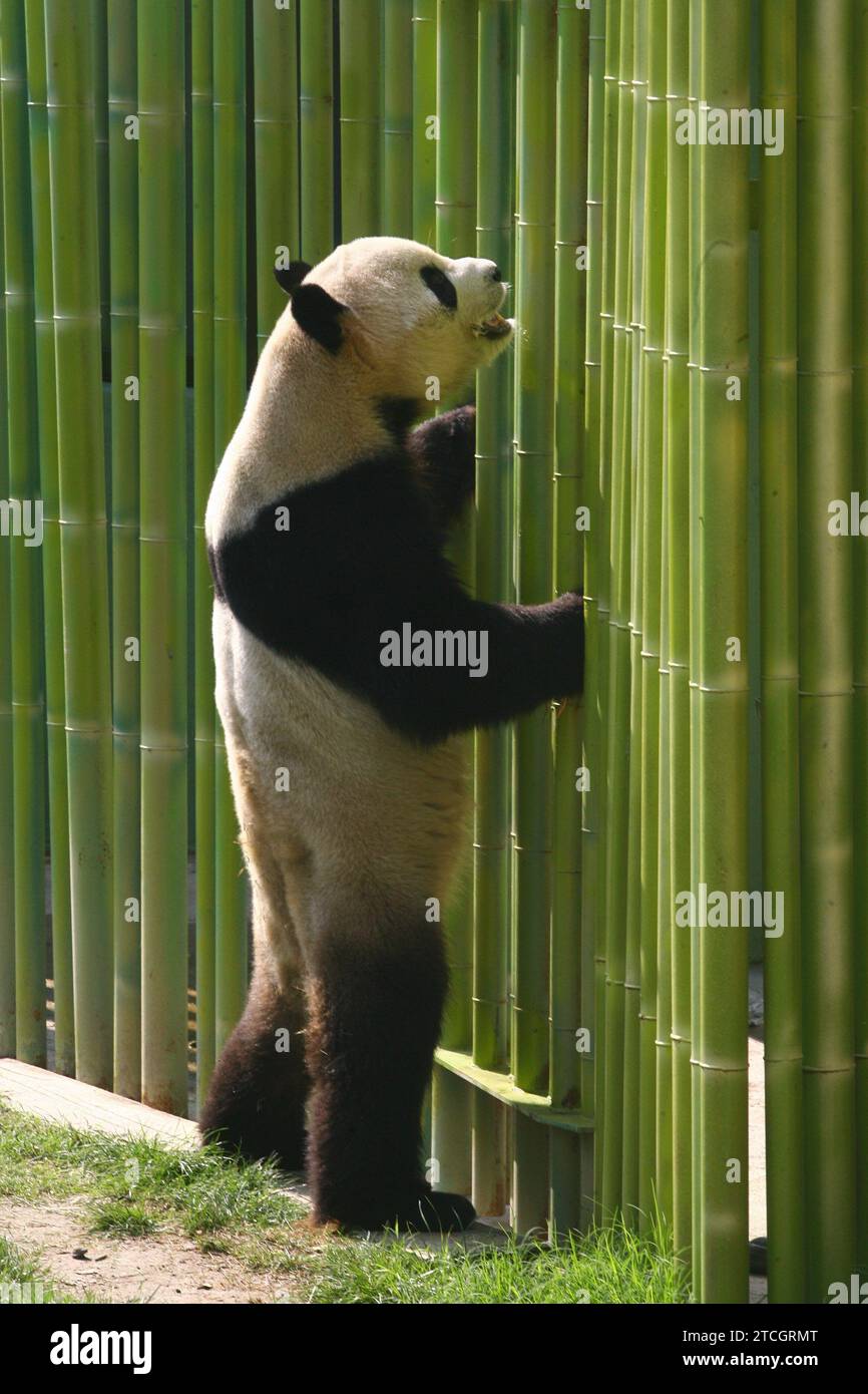 Madrid 09-19-2007 Offizielle Präsentation des Paares von Riesenpandas aus dem Zoo des Aquariums von Madrid unter dem Vorsitz Ihrer Majestät Königin Sofia, begleitet von Bürgermeister Alberto Ruiz Gallardon Foto Jaime Garcia Archdc. Quelle: Album / Archivo ABC / Jaime García Stockfoto