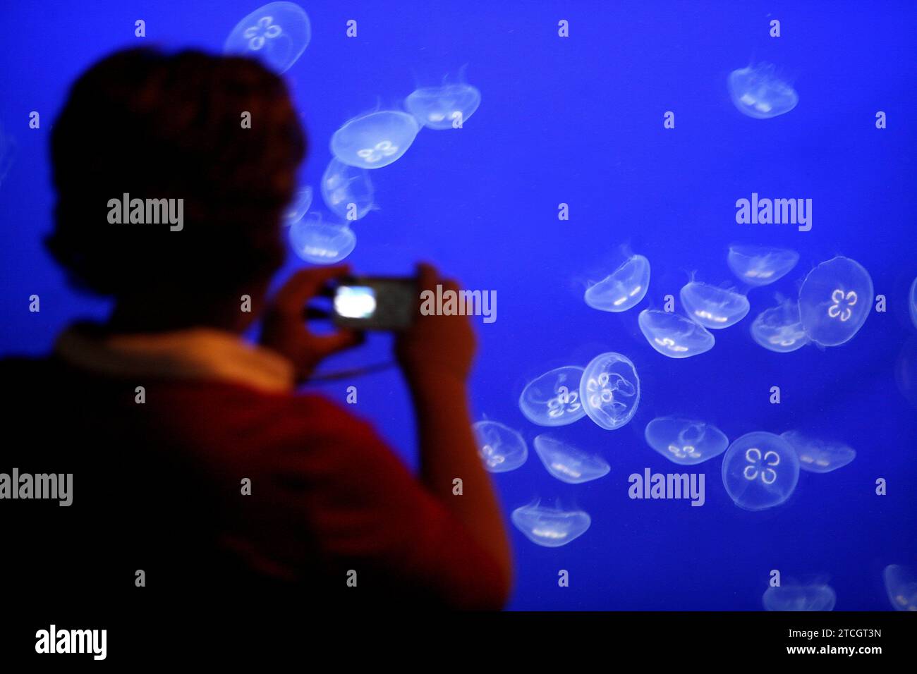 Valencia, 21.05.2007. Ozeanographischer Park von Valencia, in der Stadt der Künste und Wissenschaften. Auf dem Bild ist eines der neuen Aquarien innerhalb der gemäßigten Zone für die Öffentlichkeit zugänglich, das Quallen, Seepferden und Seedrachen gewidmet ist, drei der „empfindlichsten und schönsten“ wirbellosen Meerestiere. Quelle: Album / Archivo ABC / Mikel Ponce Stockfoto