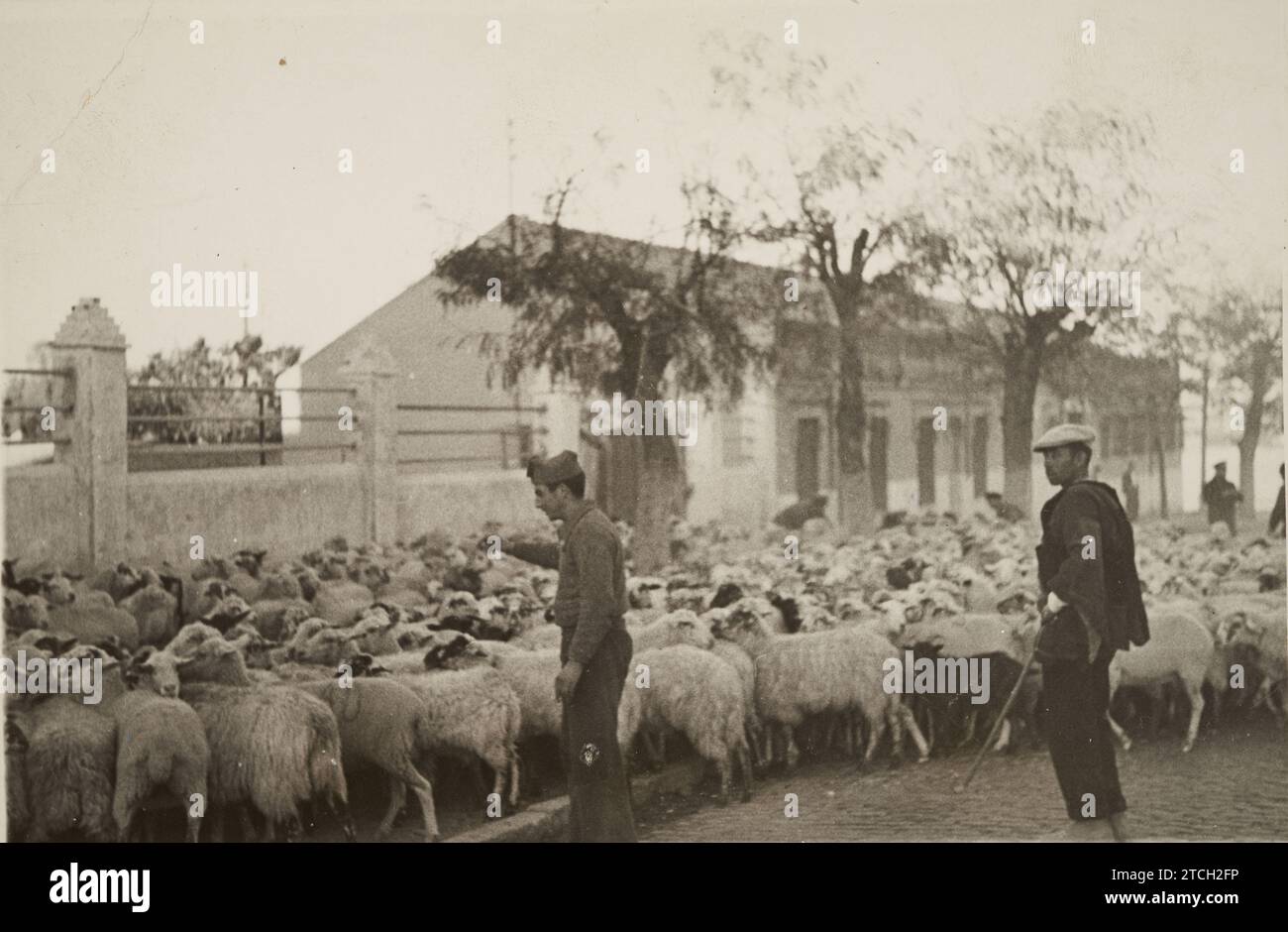 11/01/1936. Bauern bringen Vieh nach Madrid, um die Bevölkerung zu versorgen. Quelle: Album / Archivo ABC / José Díaz Casariego Stockfoto