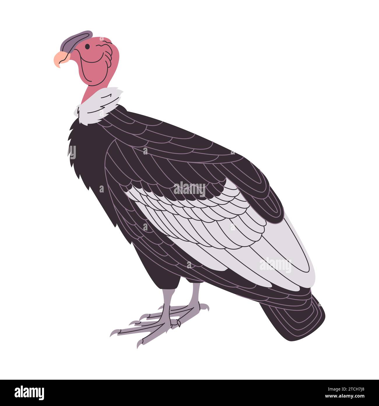 andenkondor-Schnitzelgeier fressen wildes Naturtier große Vogelarten mit Flügelspannweite Stock Vektor