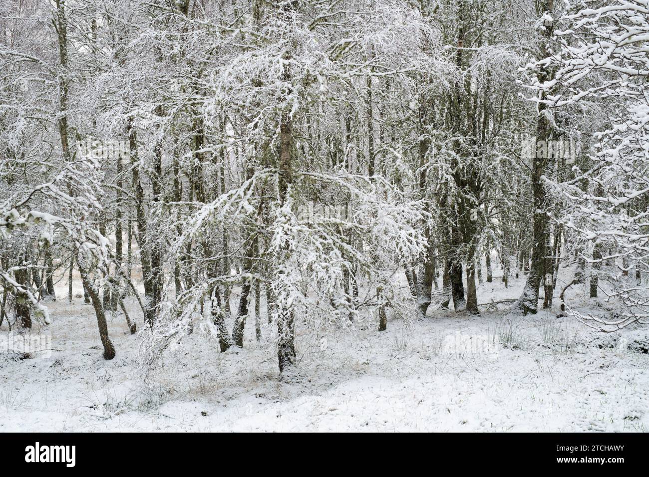 Betula Pendel. Gefrorene, schneebedeckte Silberbirken. Speyside, Morayshire, Schottland Stockfoto