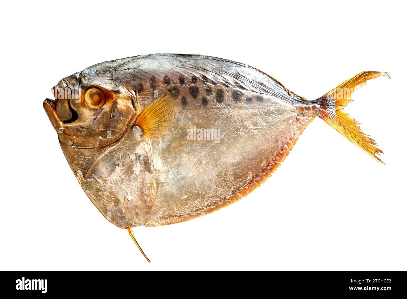 Selene Salzwasser geräucherter Fisch auf weißem Hintergrund Stockfoto