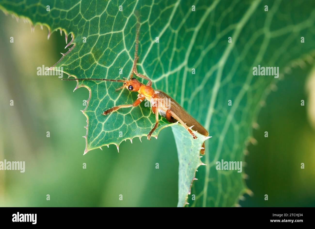 Cantharis rufa Käfer auf einem grünen Blatt mit hellen Blattadern Stockfoto
