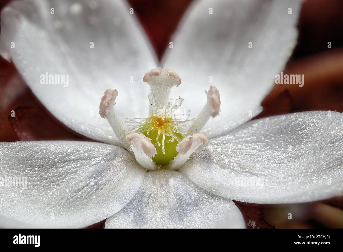 Eine fünfblättrige, weiße Drosera-Blume. Wheatbelt, Western Australia Stockfoto