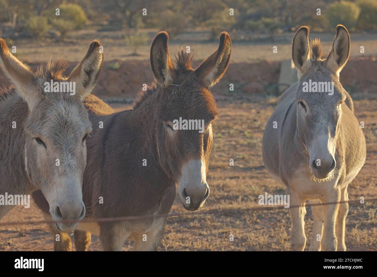 Drei Esel stehen zusammen, beleuchtet von der untergehenden Sonne. Stockfoto