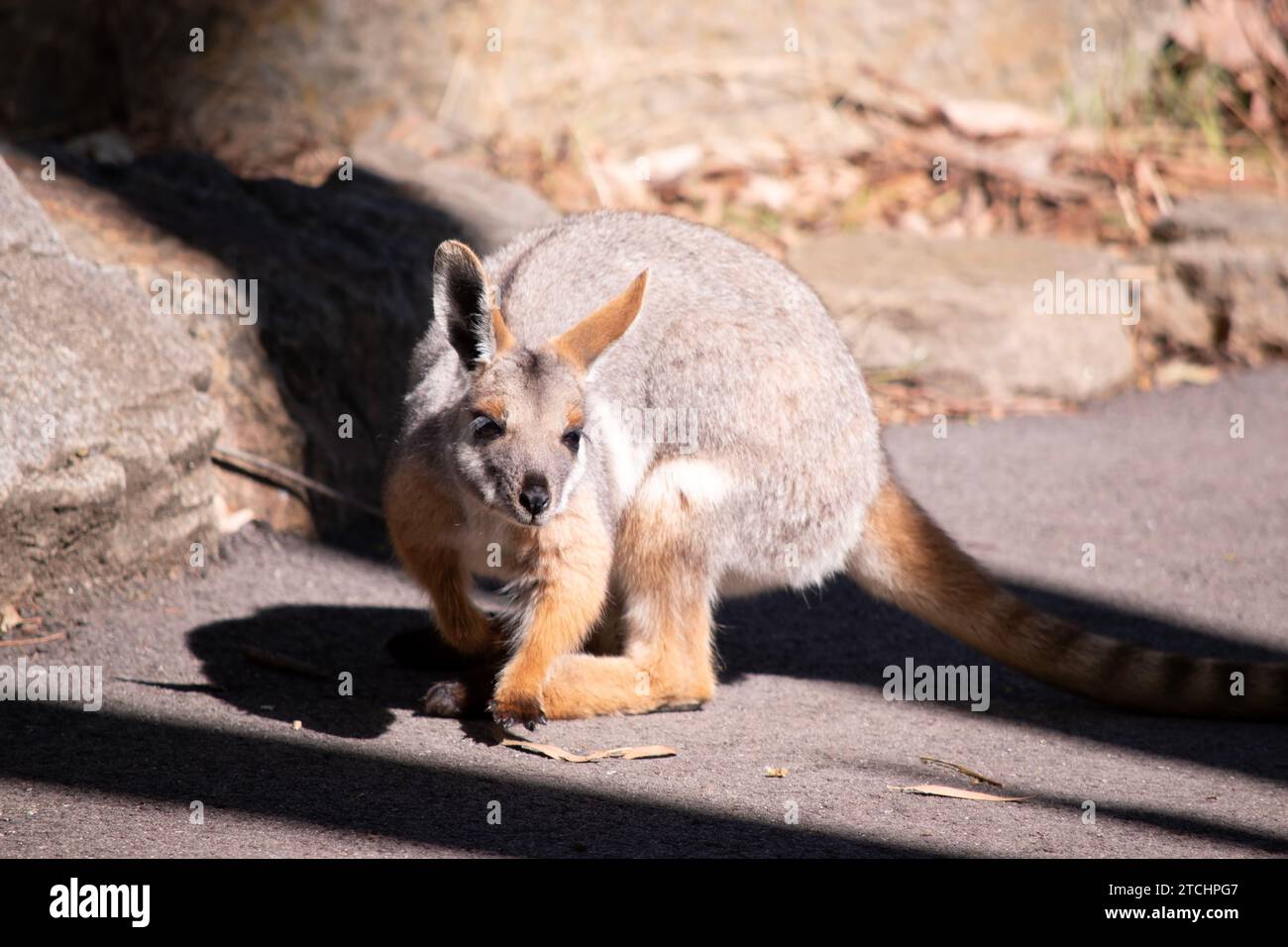Das Gelbfüßige Rock-Wallaby hat eine helle Farbe mit einem weißen Wangenstreifen und orangen Ohren. Stockfoto