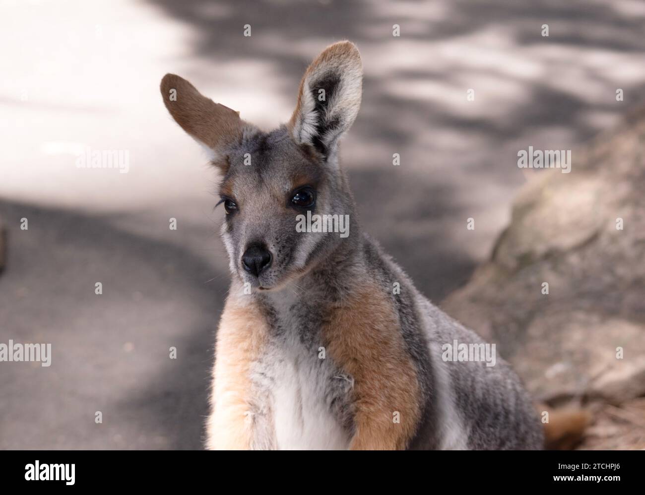 Das Gelbfüßige Rock-Wallaby hat eine helle Farbe mit einem weißen Wangenstreifen und orangen Ohren. Stockfoto