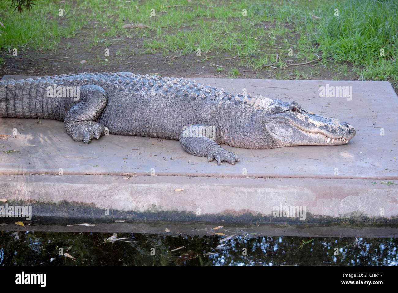 Alligatoren haben eine lange, abgerundete Schnauze mit nach oben gerichteten Nasenlöchern am Ende Stockfoto