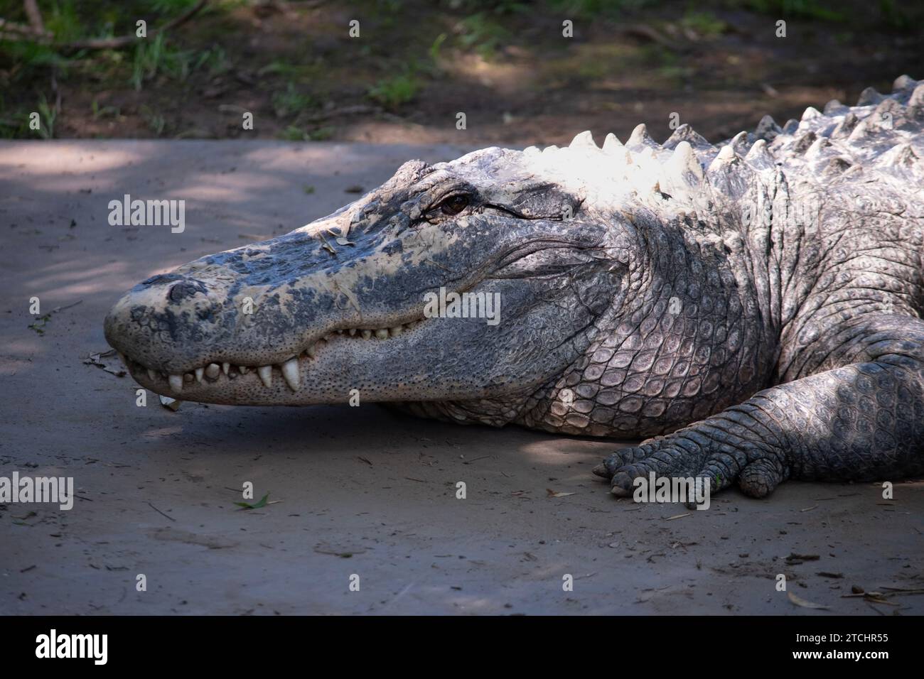 Alligatoren haben eine lange, abgerundete Schnauze mit nach oben gerichteten Nasenlöchern am Ende Stockfoto