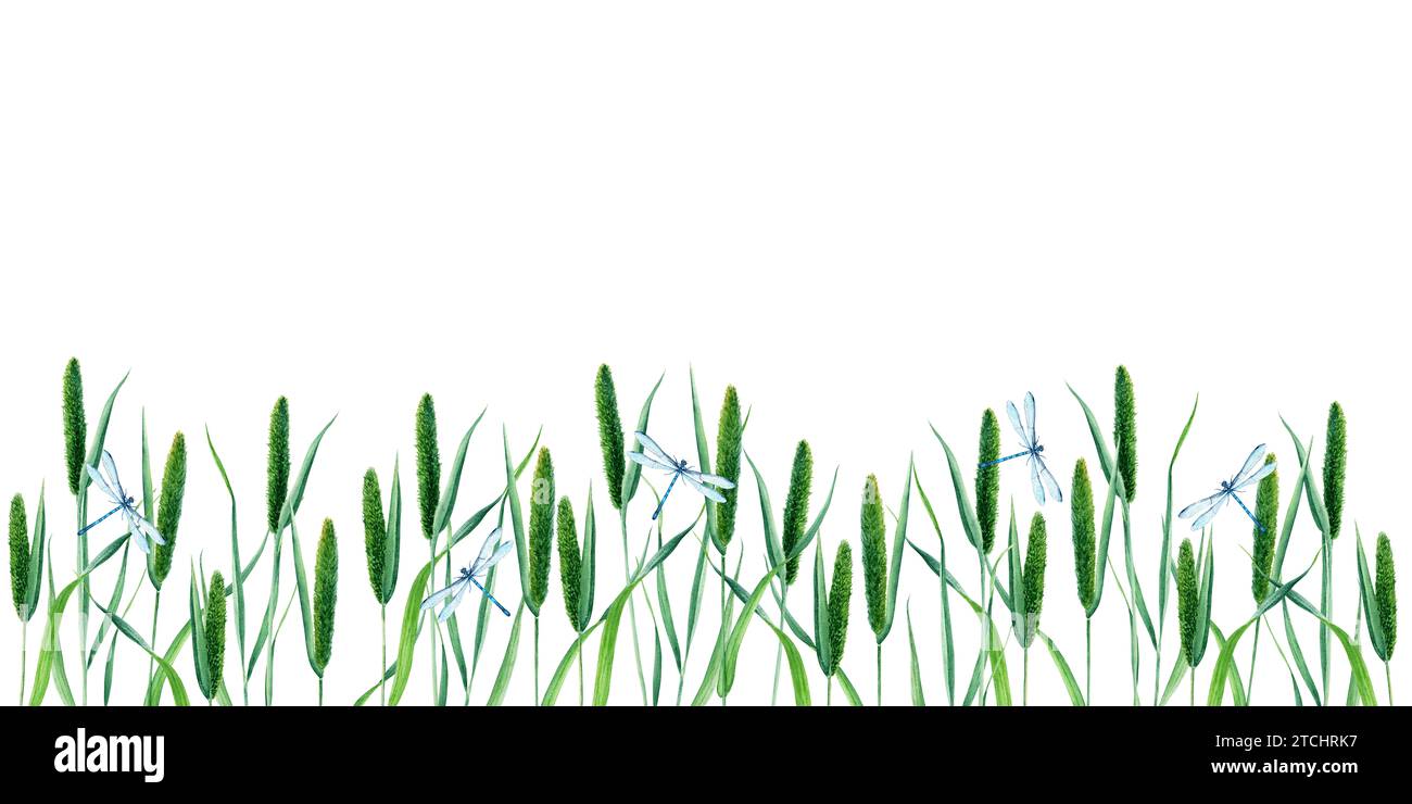 Banner, Grenze mit Timothy Gras oder Katzenschwanzgras und blauen Libellen, gewöhnlichen blauen Jungfliegen. Handgezeichnetes botanisches Aquarell Illustration Isolat Stockfoto