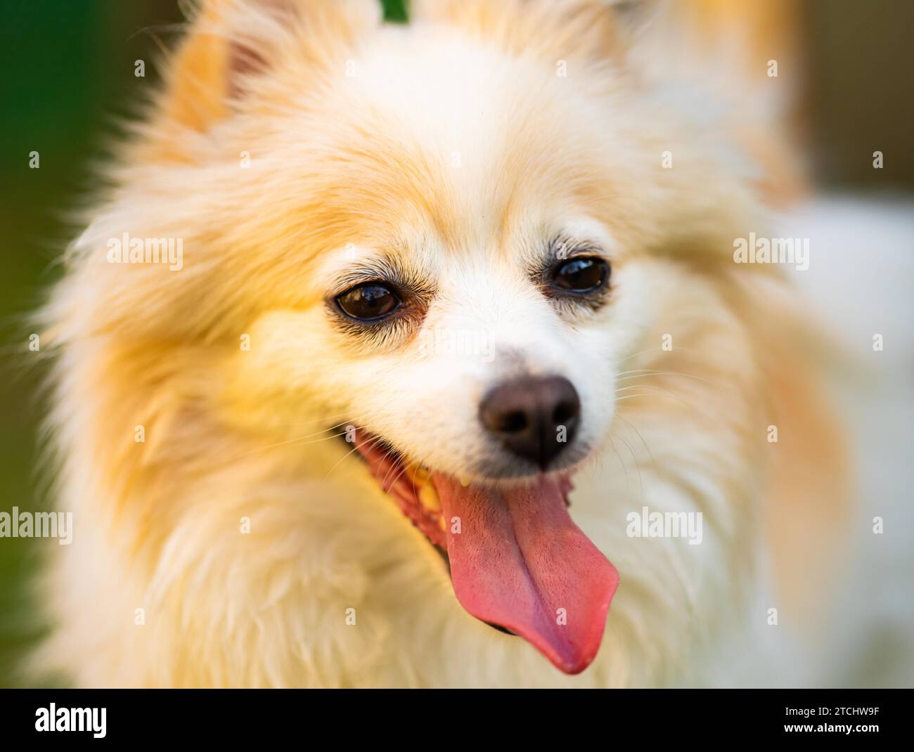 Pommerscher Hund mit Zunge aus Nahaufnahme Porträt. Hund im Sommer Hintergrund Stockfoto