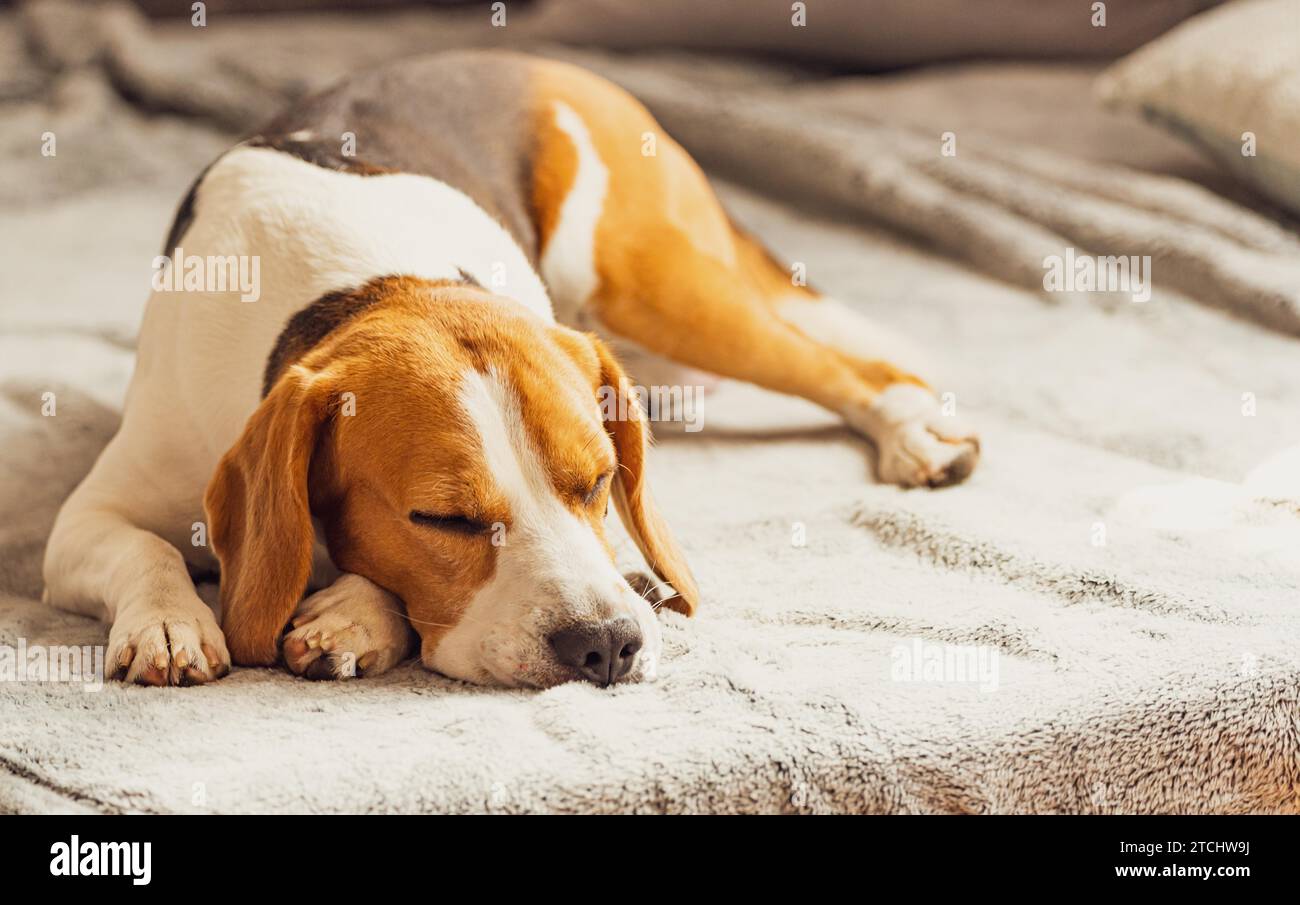 Hund schläft auf dem Sofa in helles Zimmer auf Decke. Kopieren Raum portrait Hintergrund Stockfoto