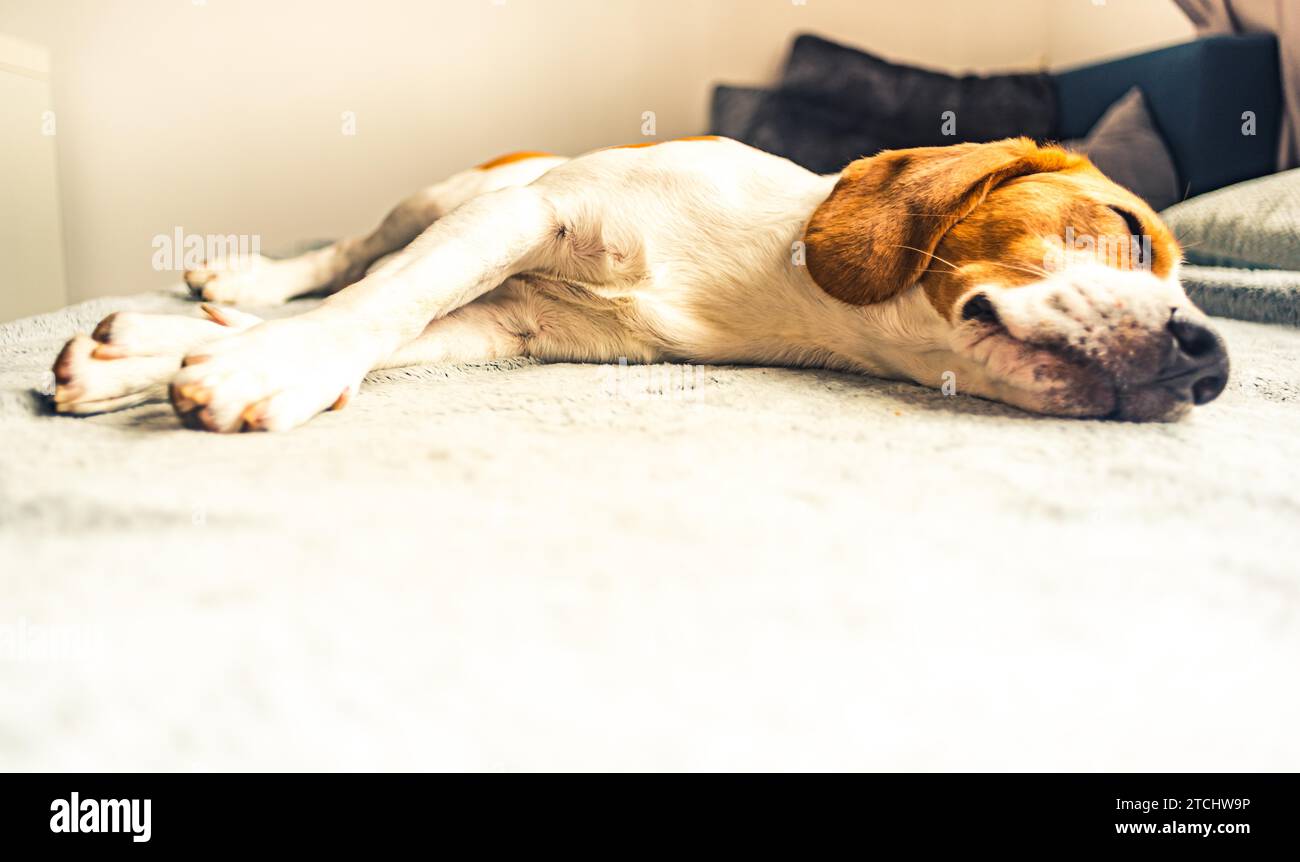 Hund schläft auf dem Sofa in helles Zimmer auf Decke. Kopieren Raum portrait Hintergrund Stockfoto