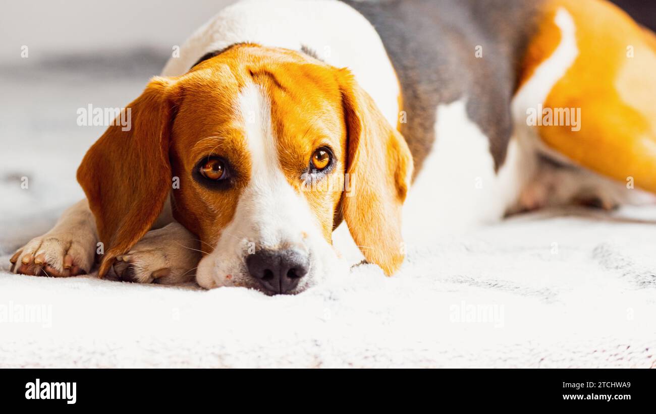 Hund schläft auf dem Sofa in helles Zimmer auf Decke. Kopieren Raum portrait Hintergrund Stockfoto
