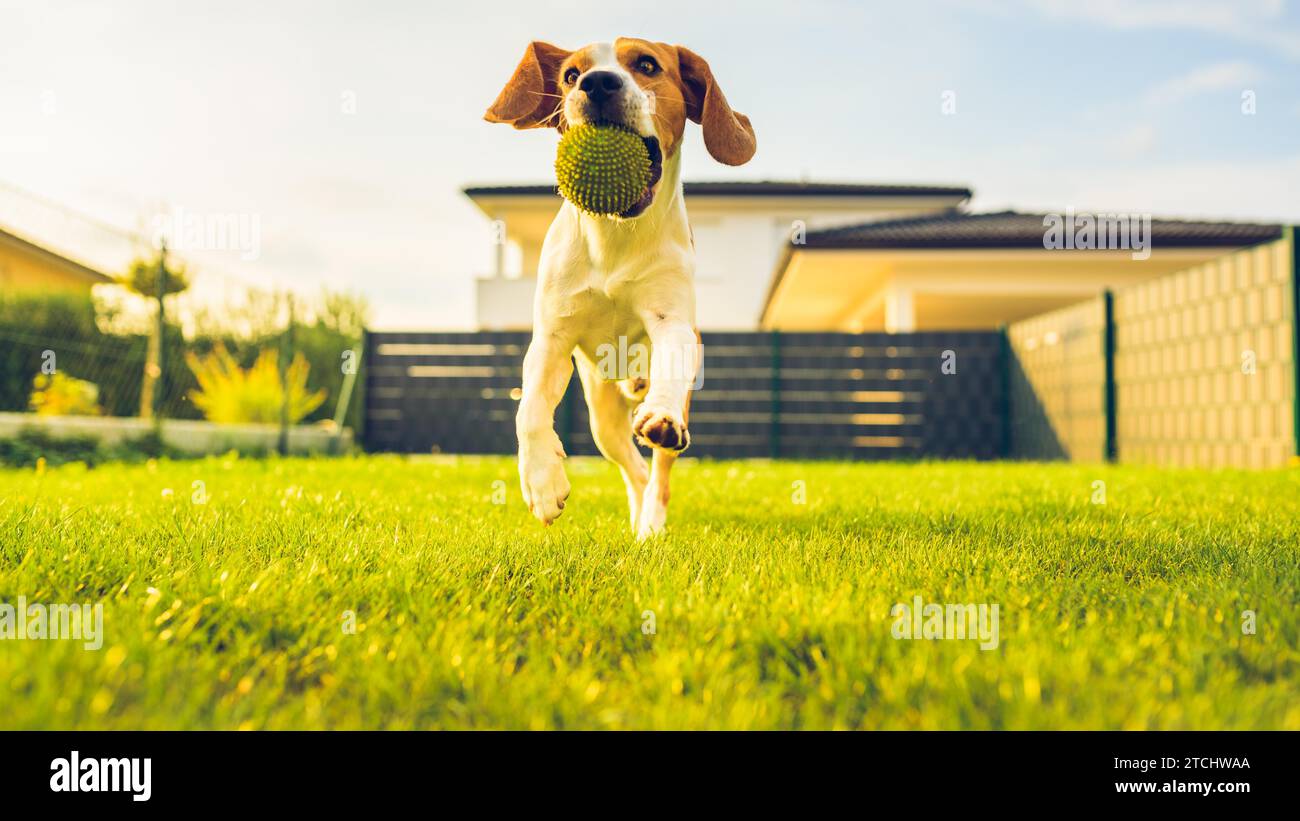 Beagle-Hund Spaß im Garten im Freien Lauf und springe mit Ball in Richtung Kamera. Hintergrund des Hundes Stockfoto