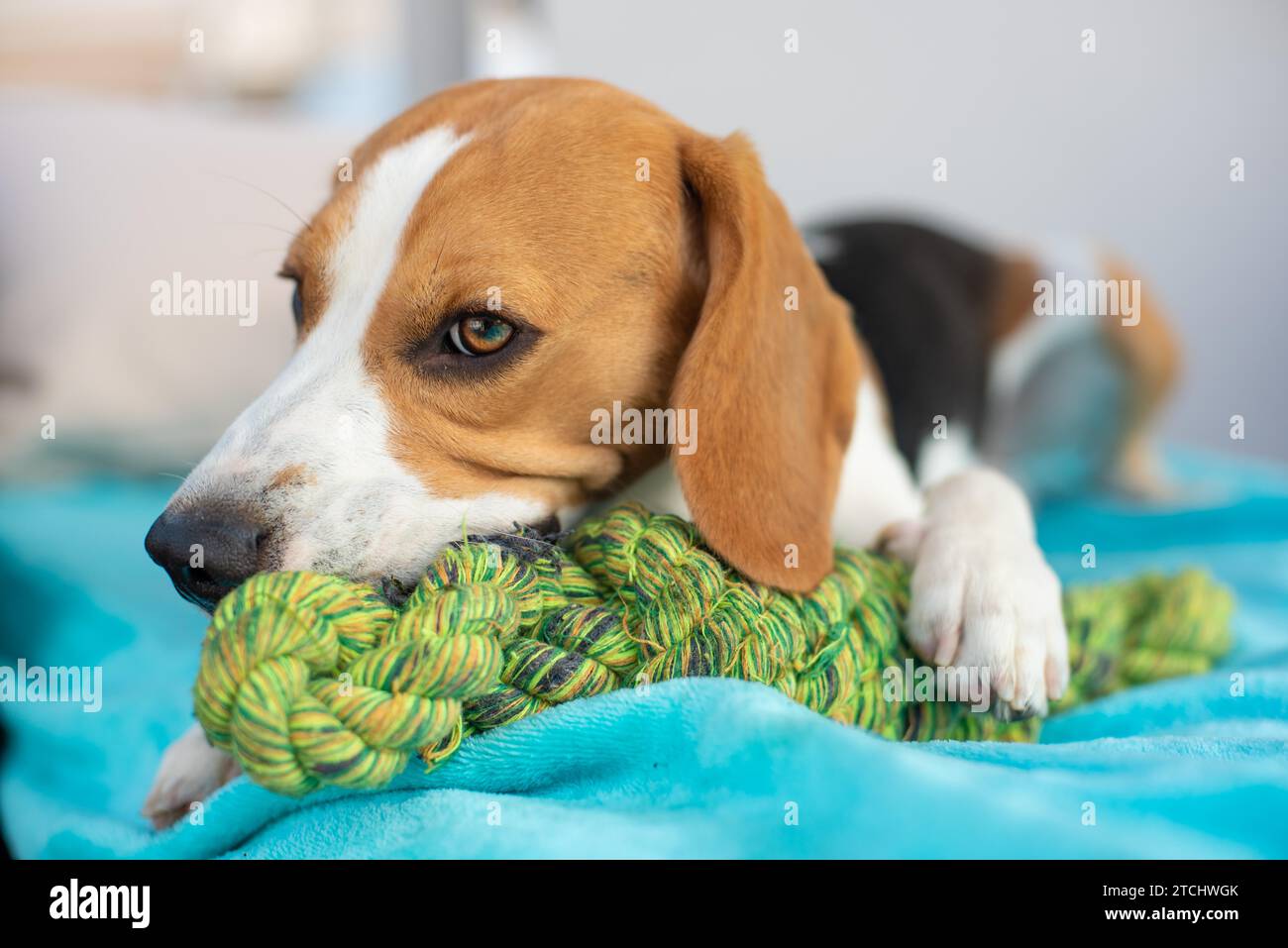 Beagle Hund Spaß im Garten draußen das Kauen auf Knoten Seil. Sonnigen Tag Stockfoto