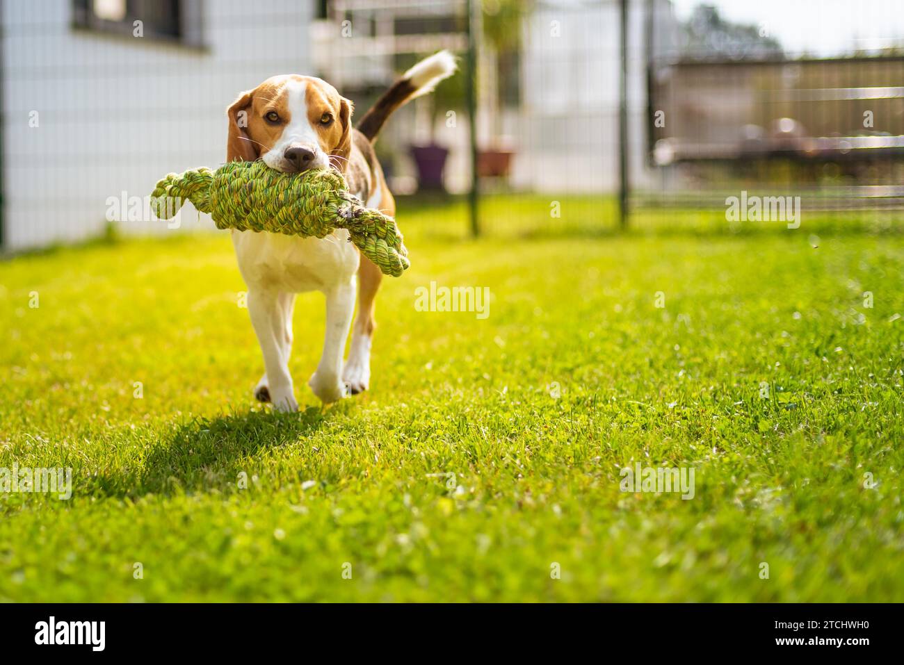 Beagle Hund Spaß im Garten draußen laufen und springen mit Knoten Seil in Richtung Kamera Stockfoto