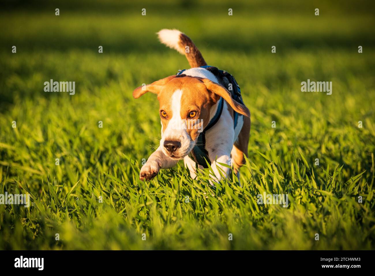 Ein Beagle Hund läuft in eine Rasenfläche im Sonnenuntergang in Richtung Kamera Stockfoto